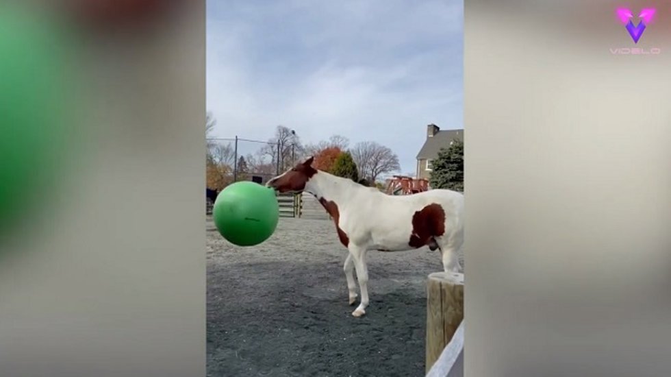 A este divertido caballo le encanta jugar con todos los objetos del establo