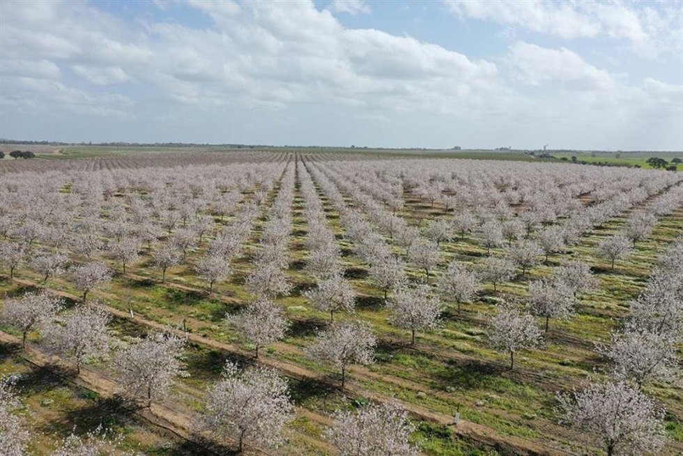 Archivo - Almendros, en una imagen de archivo.