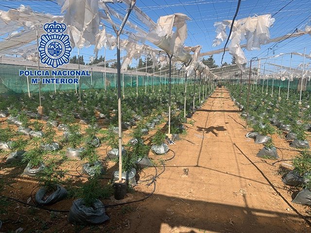 "La Policía Nacional Desmantela Tres Invernaderos Destinados Al Cultivo De Cannabis Sativa Con Unas 20.000 Plantas"