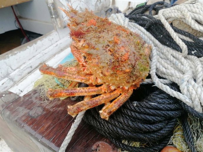 Una de las centollas mediterráneas capturadas este fin de semana.