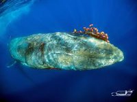 Rescatan en Mallorca a una ballena jorobada que quedó atrapada en una red de pesca