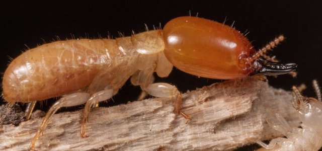 Termita de madera