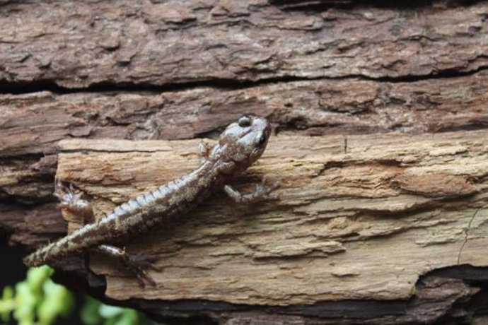 La salamandra errante, Aneides vagrans, mide aproximadamente 4 pulgadas (10 centímetros) de largo y vive toda su vida en las copas de los árboles de secuoya a más de 50 metros sobre el suelo.