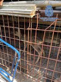 Detenidas tres personas en Valdenoches por robar en un restaurante y liberada una cría de corzo de su vehículo