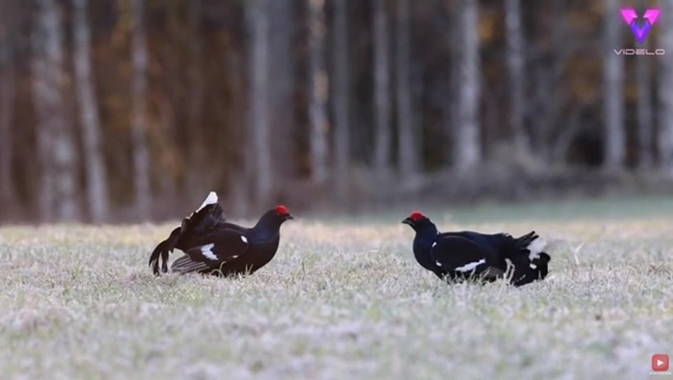 Captan la pelea entre dos aves exóticas en Finlandia