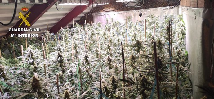 La Guardia Civil interviene un cultivo de más de 800 plantas de marihuana en una vivienda de Seseña