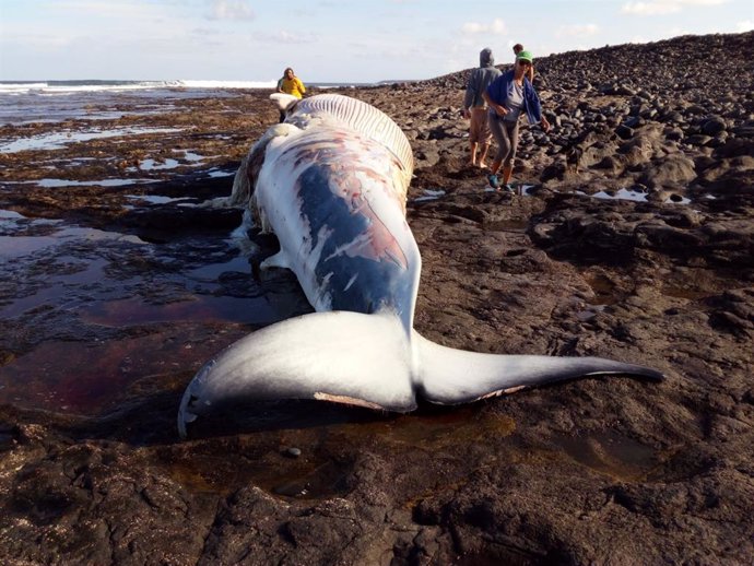 Archivo - Rorcual o ballena de aleta varada en la playa de Turbia, en Fuerteventura