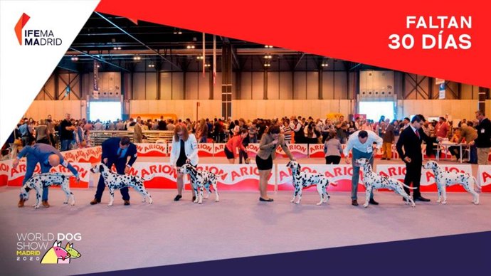 Competición de perros de raza en Ifema.