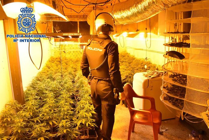 La Policía Nacional interviene 2.881 plantas de marihuana en la provincia de Guadalajara