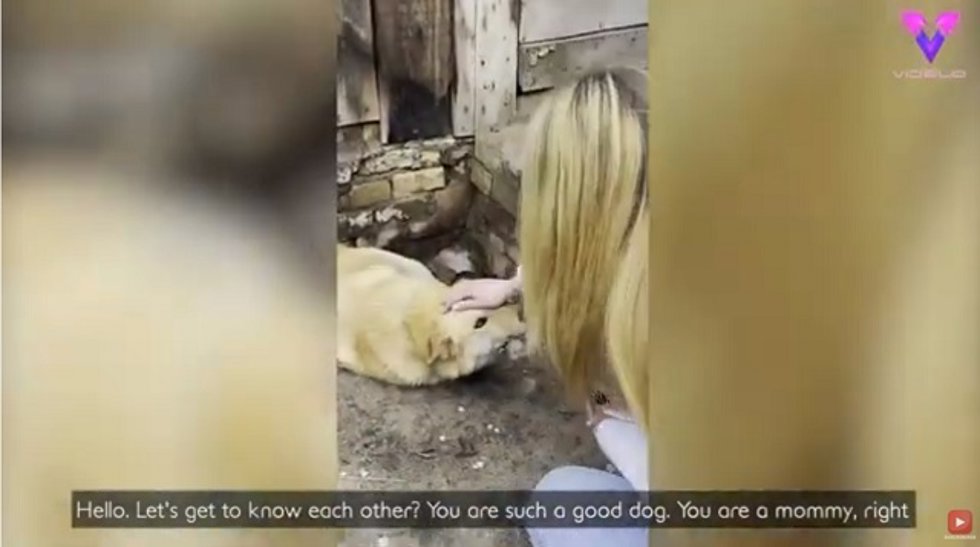 Un grupo de voluntarios se dedica a rescatar animales abandonados en Ucrania