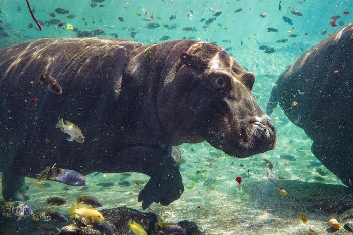 Fiesta "subacuática" de cumpleaños del hipopótamo Gori en Bioparc Valncia