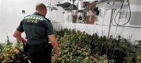 Dos detenidos en Chilluévar (Jaén) con un cultivo de cerca de 2.000 plantas de cannabis en dos viviendas