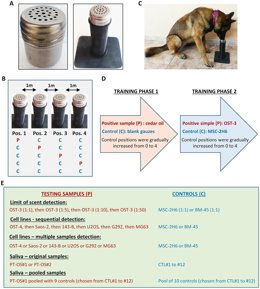 Infografía sobre el estudio del ISPA que demuestra cómo perros entrenados pueden detectar osteosarcomas por las sustancias volátiles olorosas que desprenden.