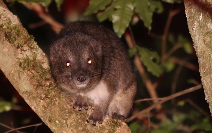 Los damanes arbóreos de los bosques montañosos de Taita son mamíferos nocturnos vociferantes.