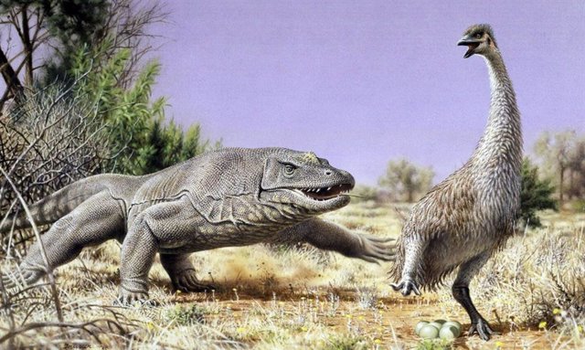 Detalle de una ilustración de Genyornis siendo perseguido de su nido por un lagarto Megalania en la Australia prehistórica.