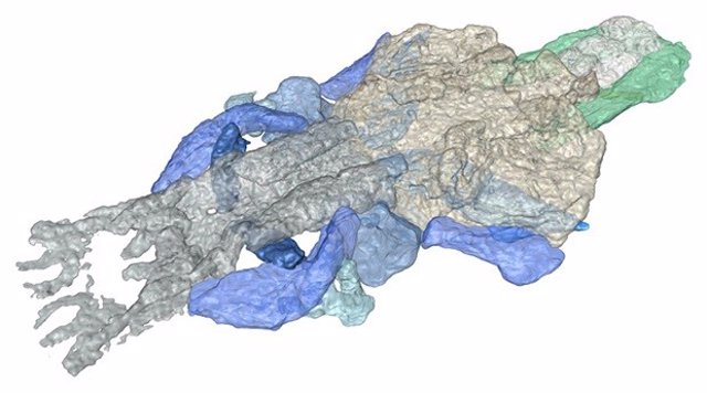 Reconstrucción de Palaeospondylus