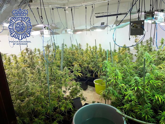 Plantación 'indoor' de marihuana hallada en un piso de Palmete.