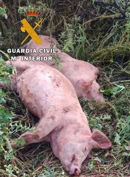 Cerdos muertos a golpes