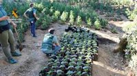Desarticulada en Córdoba una organización criminal dedicada al cultivo de guerrilla de marihuana con 6.100 plantas