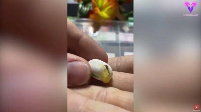 Así es el nacimiento de un reptil desde cerca