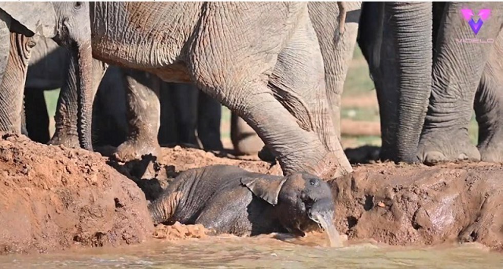 Cría de elefante disfruta chapoteando en el agua