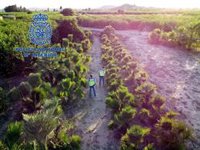 Detenido en una pedanía de Orihuela un hombre acusado de hurtar 400 palmeras valoradas en 120.000 euros