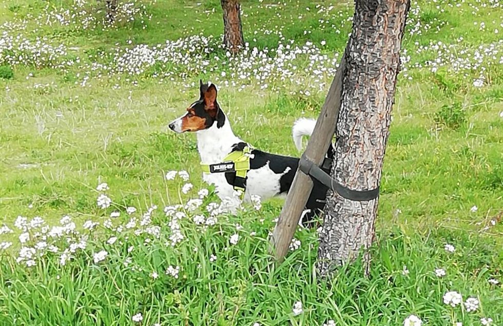 Archivo - Charlie en el campo