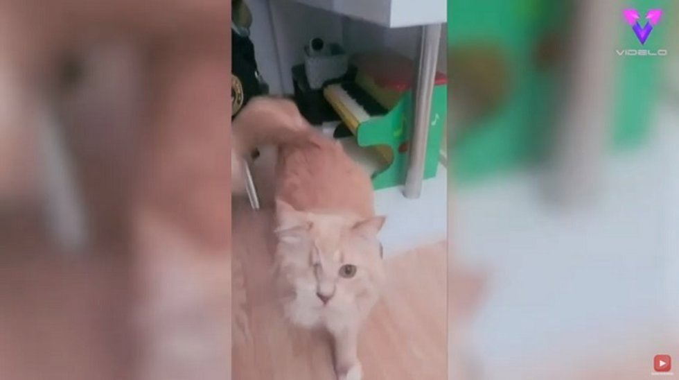 Esta gata tuerta toca el piano cada vez que quiere golosinas
