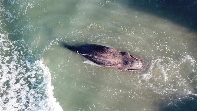 Ballena avistada en Mallorca