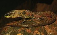 Más especies de reptiles en peligro de extinción de lo pensado