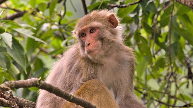 Macaco rhesus