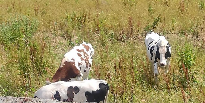 Archivo - Vacas