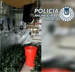 Archivo - Cuatro detenidos por cultivar 300 plantas de marihuana en un piso de Villaverde