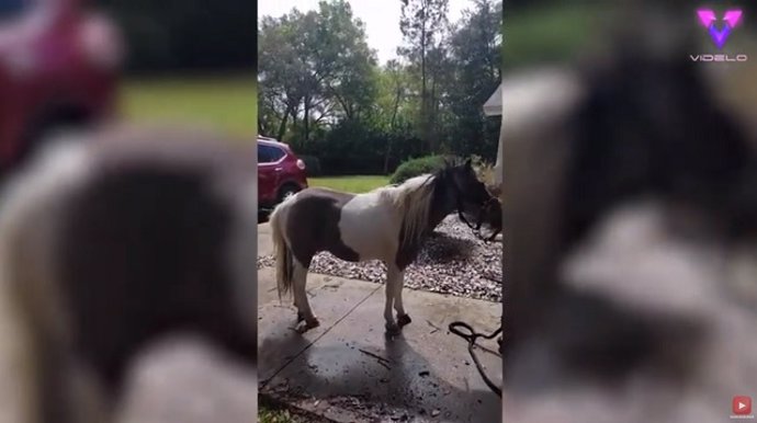 Este hombre ha empezado a utilizar ponis como forma de terapia para ancianos