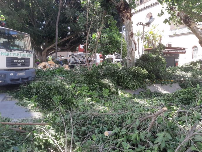 Ficus desplomado de manera "fortuita" en la Encarnación por "pudrición" de la cabeza de las raíces.