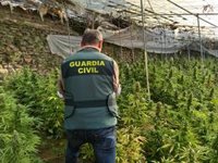 La Guardia Civil descubre un cultivo con 4.890 plantas de cannabis sativa en La Mamola (Granada)
