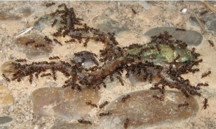 Un grupo de hormigas argentinas ataca a un ejemplar de anfibio juvenil en Doñana
