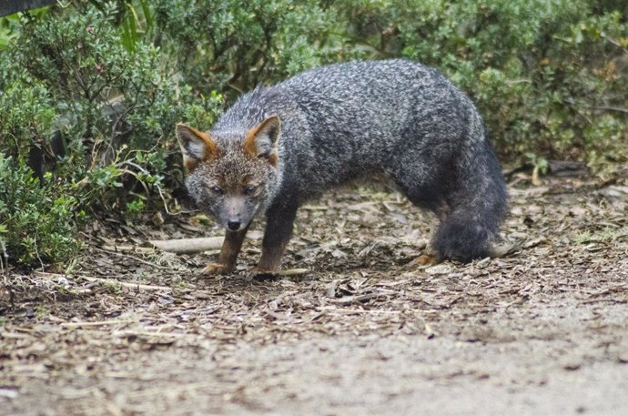 Endemic to Chile and facing many threats, Darwins fox numbers have dwindled to fewer than 1,000