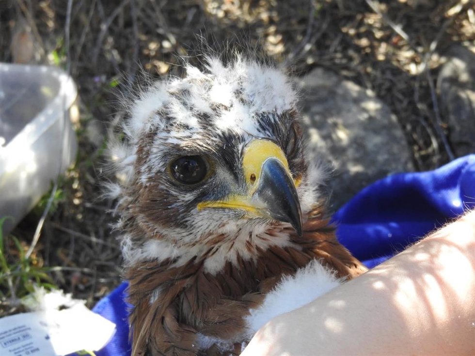 Ejemplar de Águila Perdicera o Águila de Bonelli.