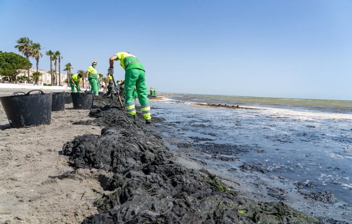 Operarios contratados de urgencia por la CARM se unen a las tareas de limpieza del Mar Menor