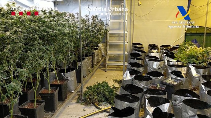 Plantació desmantellada a l'Hospitalet de Llobregat (Barcelona)