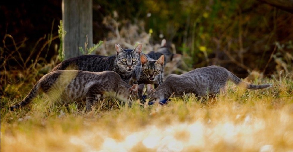 Un grupo de gatos.