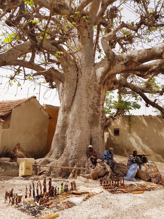 Baobab en Senegal
