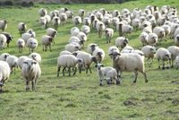 El Govern proyecta identificar la agricultura sostenible sin necesidad de ser ecológica