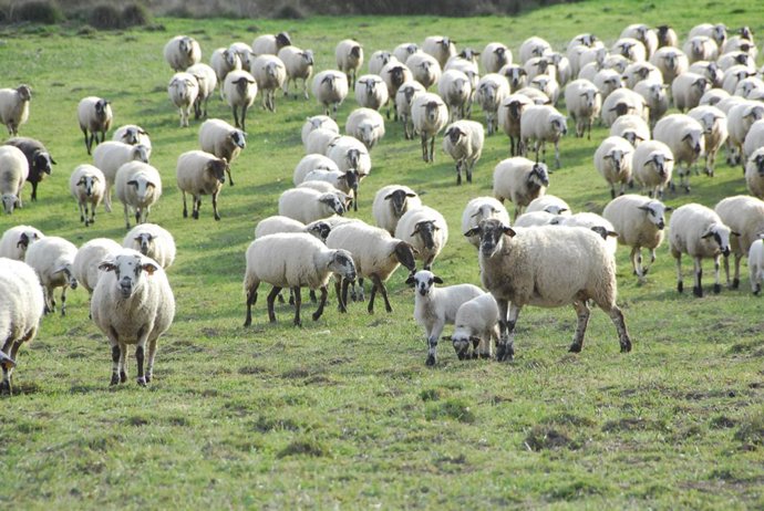 Archivo - Ramaderia ecolgica