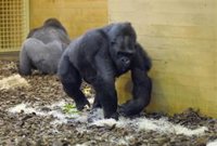 Detectado Covid en tres gorilas de Cabárceno