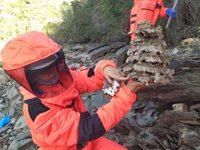 La Junta captura 136 avispones asiáticos, especie exótica invasora que se expande en Extremadura