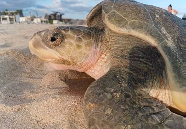 Disfrutar de las vacaciones mientras se protegen tortugas en peligro de extinción: 'Welcome to Life'