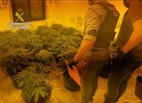 La Guardia Civil desmantela en Mazarrón un punto de producción de marihuana