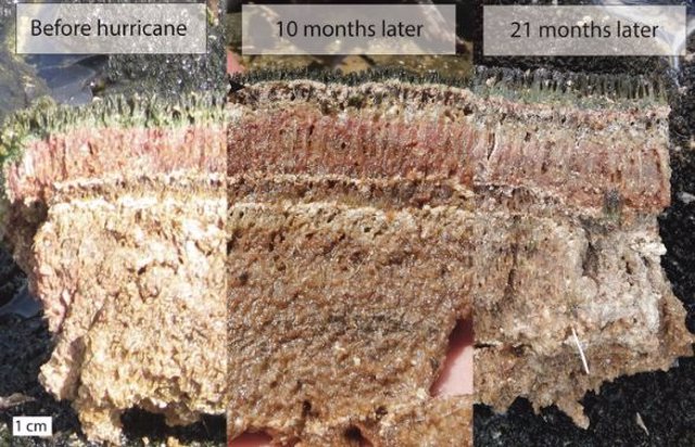 Las fotos tomadas antes y después del huracán demuestran la resistencia de los tapetes microbianos.